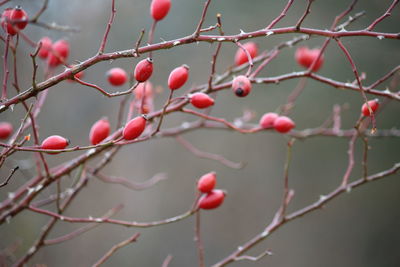 Close-up of rose hips on branches during winter