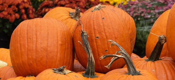 Close-up of pumpkins during autumn