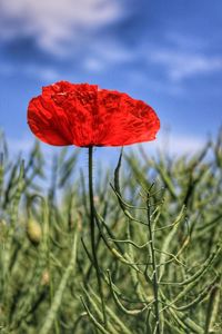 Close-up of red poppy flower on field