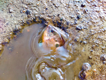 High angle view of turtle in water