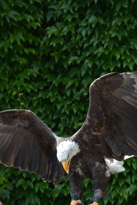 Low angle view of pigeon flying