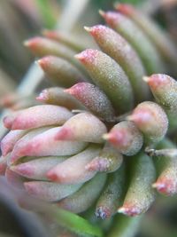 Close-up of plant