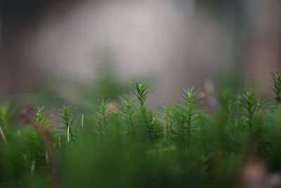 Close-up of crop growing on field