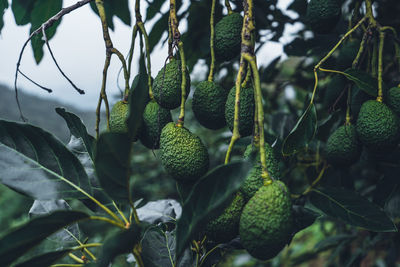 Avocado from a tree in a green garden avocado on the farm