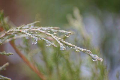 Close-up of wet plant during rainy season