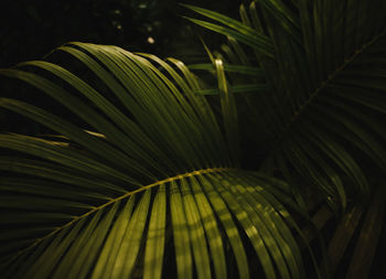 Close-up of palm leaves