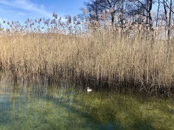 Scenic view of lake against sky