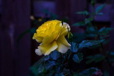 Close-up of yellow daffodil blooming outdoors