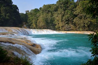 Scenic view of waterfall in forest