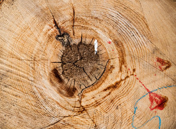 Full frame shot of tree trunk