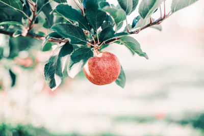 Red apples on branches in orchard garden. organic sweet fruits hanging on apple trees at farm