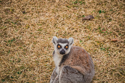 Close-up of an animal