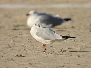 Two seagulls perching on sand