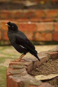 Close-up of bird perching on a wall