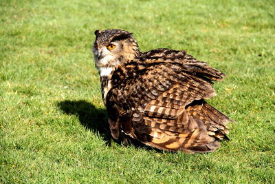 Eagle owl on grassy field