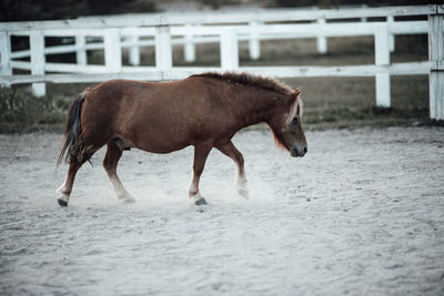 Side view of horse running in ranch