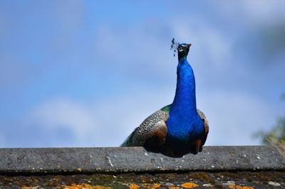 Perfectly posed peacock 