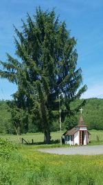 Trees on field against sky