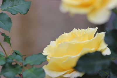 Close-up of yellow flower