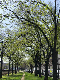 Trees in park against sky