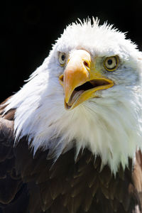 Close-up of the head of an alert eagle