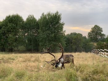 Deer on field against sky