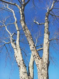 Low angle view of tree against sky during winter