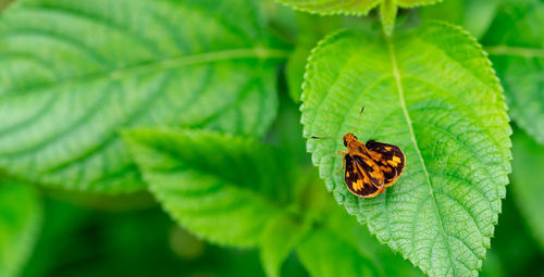 Close-up of butterfly on leaf