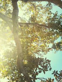 Low angle view of trees