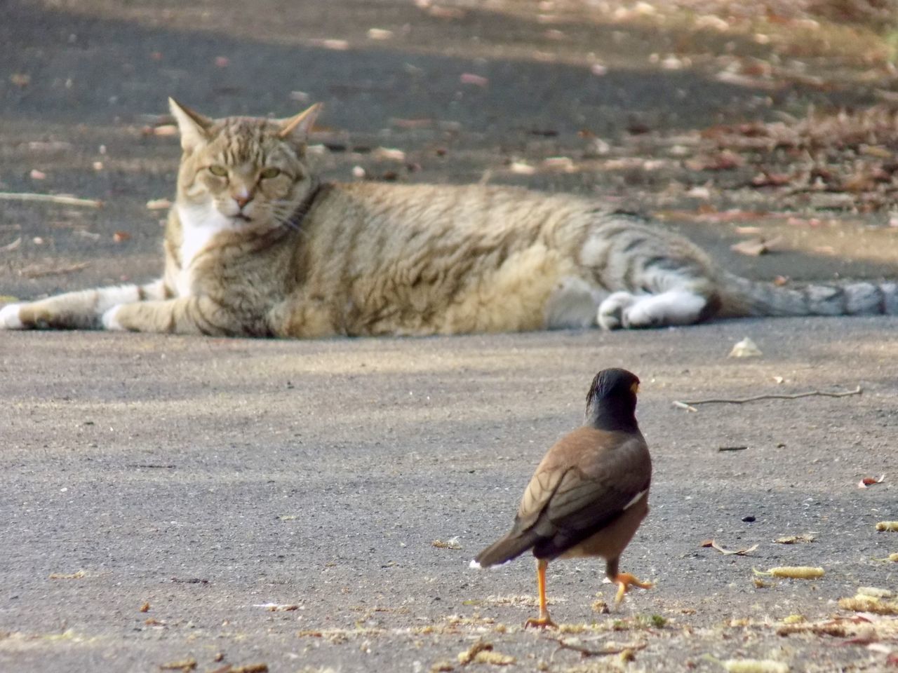 CAT ON A BIRD