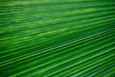 A beautiful of fan palm leaf pattern