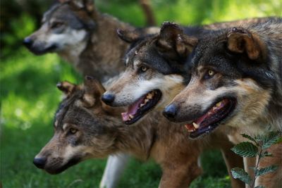 Close-up of two dogs