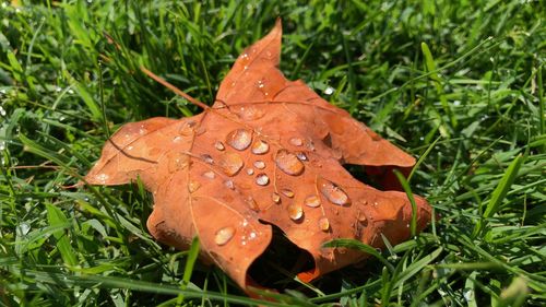 Close-up of wet maple leaf on grass