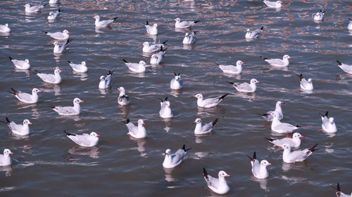 High angle view of seagulls in water