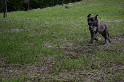 Dog on field