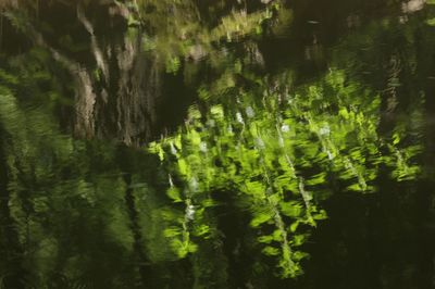 Full frame shot of lake in forest