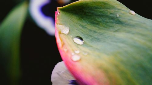 Close-up of water drops on flower