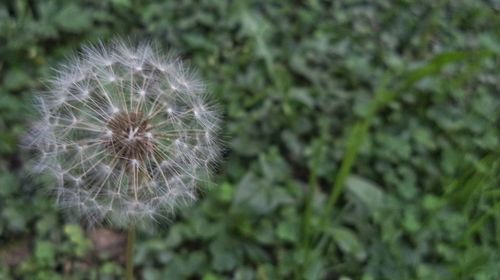 Close-up of dandelion flower on field