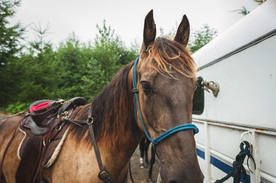 Close-up of horse riding