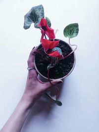 Close-up of hand holding flower over white background