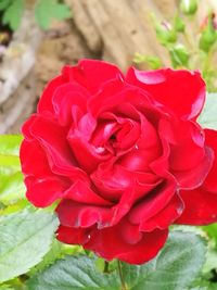 Close-up of red rose blooming outdoors