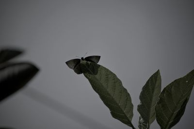 Low angle view of leaves