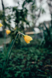 Close-up of yellow flowering plant