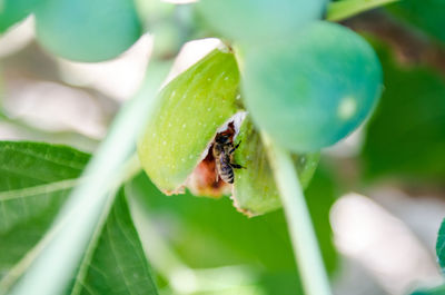 Close-up of insect on plant