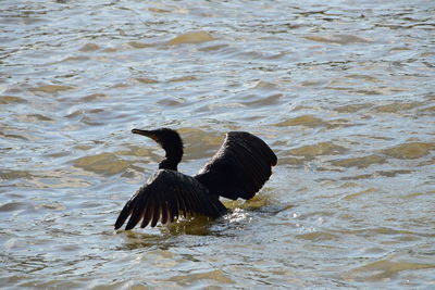 View of birds in water