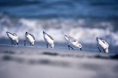 Flock of seagulls on beach