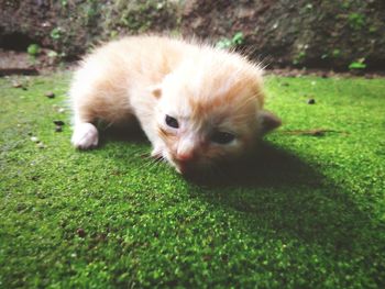 Dog relaxing on grass