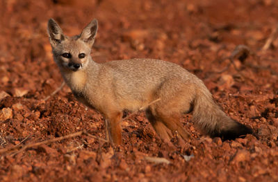 Portrait of squirrel on land