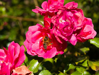 Close-up of bee on pink flower