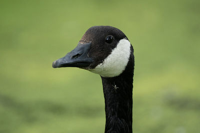 Canadian goose close up portrait on a sunny day in the park